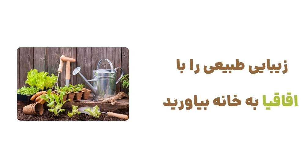 زیبایی طبیعی را با اقاقیا به خانه بیاورید
